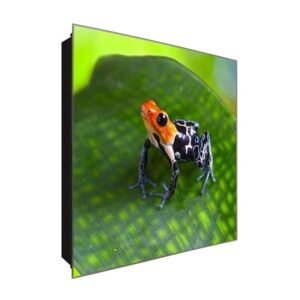  Schlüsselkasten 'Curious Frog' 30x30 Glas, inkl. Haken Schlüsselbrett Schlüssel-Box Design Aufbewahrung