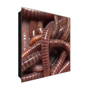  Schlüsselkasten 'Earthworm ' 30x30 Glas, inkl. Haken Schlüsselbrett Schlüssel-Box Design Aufbewahrung