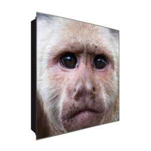  Schlüsselkasten 'Kleiner AFFE' 30x30 Glas, inkl. Haken Schlüsselbrett Schlüssel-Box Design Aufbewahrung